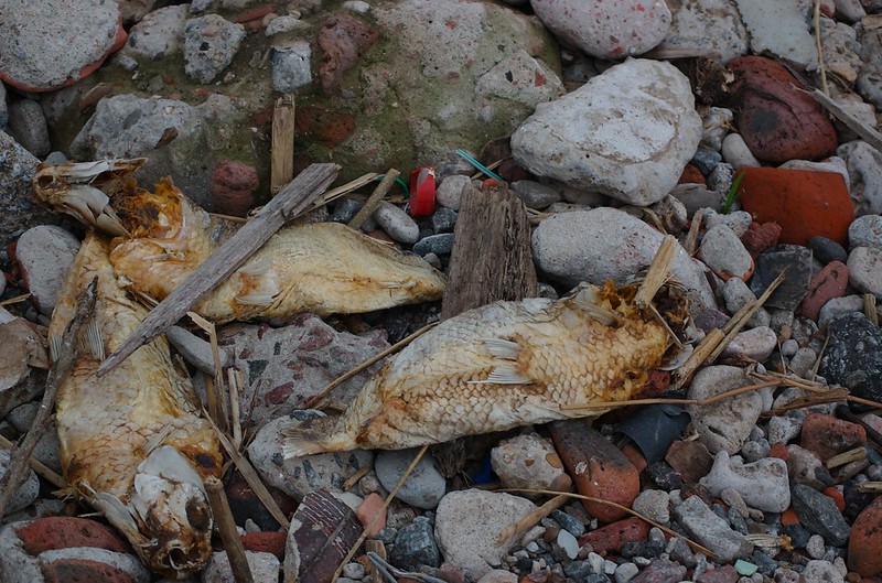 image of trash on a beach