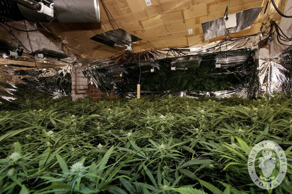 image of a cannabis farm