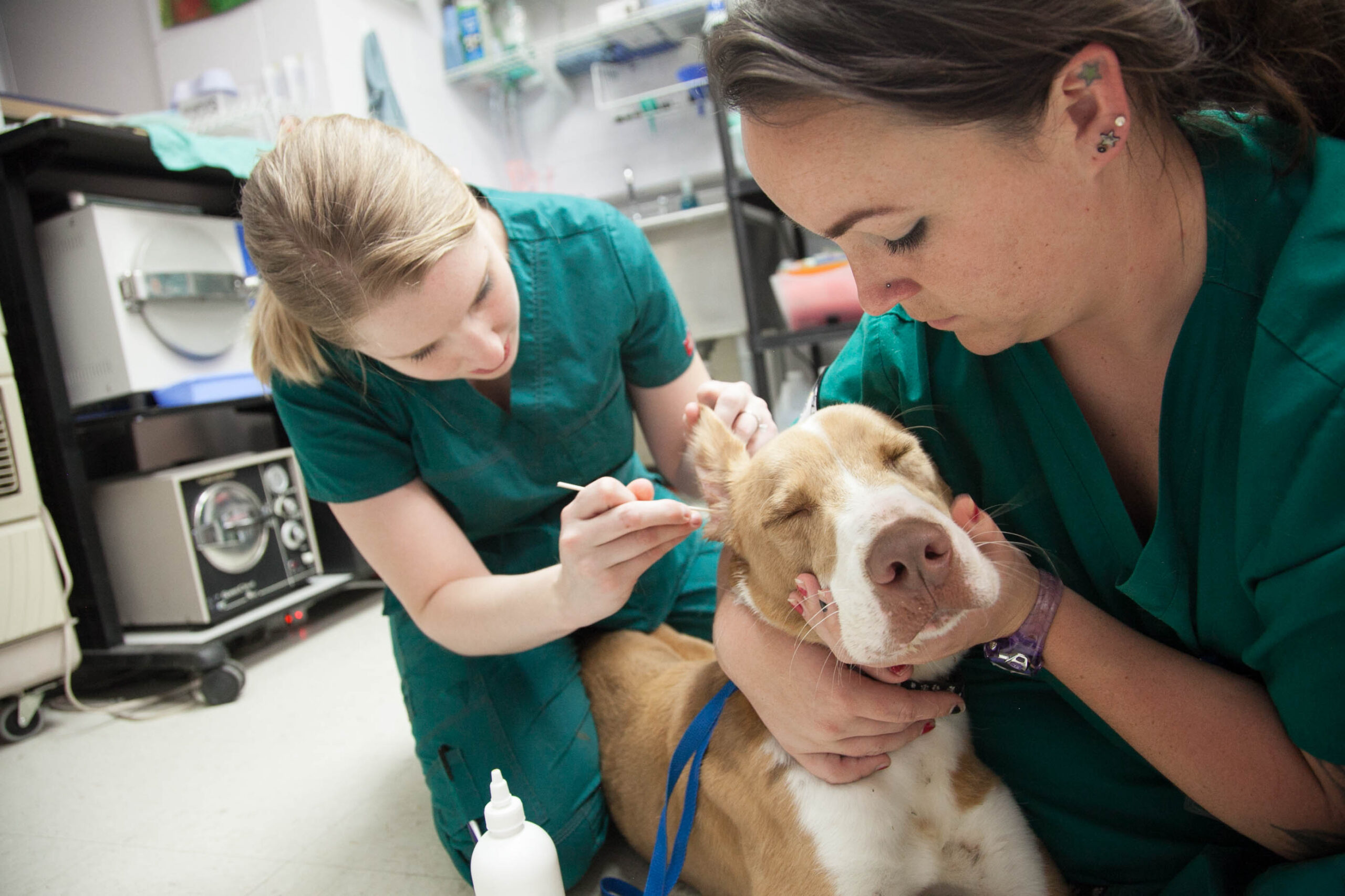 image of a dog getting his ears cleaned